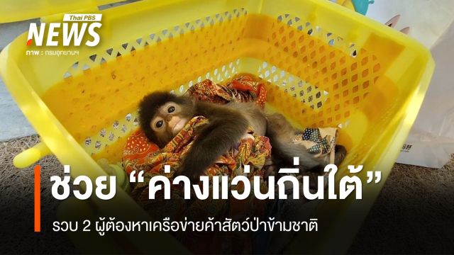 รวบ 2 ผู้ต้องหาเครือข่ายค้าสัตว์ป่าข้ามชาติ พร้อมของกลาง "ค่างแว่นถิ่นใต้"  