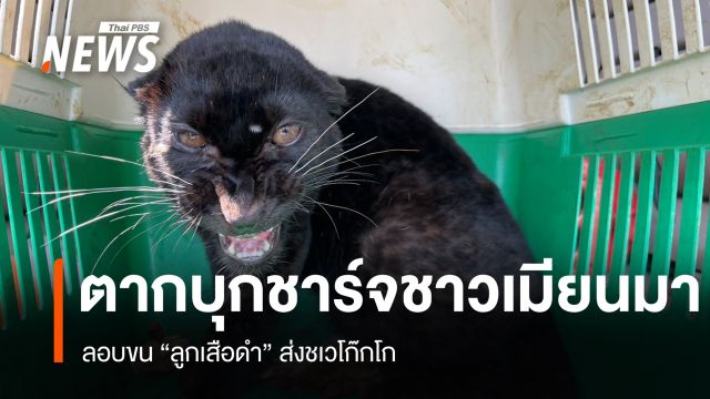 ตากบุกชาร์จชาวเมียนมา ลอบขน "ลูกเสือดำ" ส่งชเวโก๊กโก