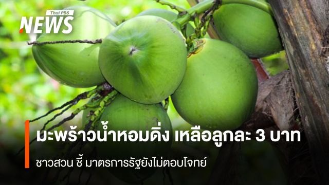 "มะพร้าวน้ำหอม" ดิ่งเหลือลูกละ 3 บาท ชาวสวนชี้มาตรการรัฐยังไม่ตอบโจทย์