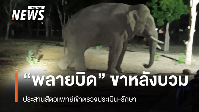 ประสานสัตวแพทย์ ตรวจรักษา “พลายบิด” ขาหลังขวาบวม-เดินกะเผลก