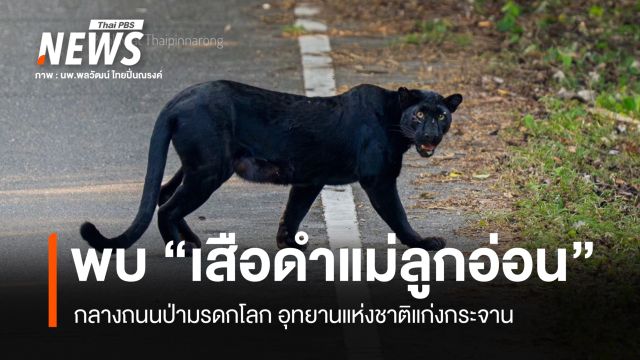 พบ "เสือดำแม่ลูกอ่อน" กลางถนนป่ามรดกโลก อุทยานแห่งชาติแก่งกระจาน