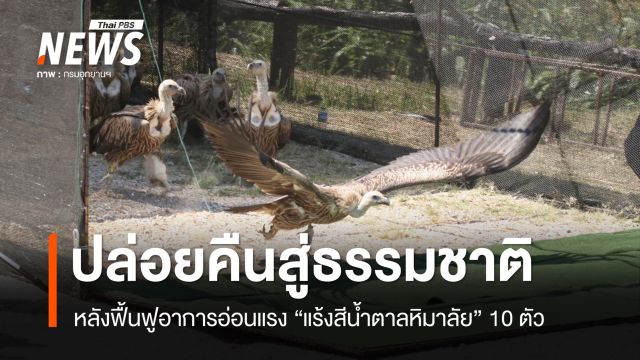 ปล่อยแร้งสีน้ำตาลหิมาลัย 10 ตัวคืนธรรมชาติ หลังฟื้นฟูจากอ่อนแรง