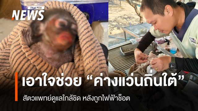 เอาใจช่วย "ค่างแว่นถิ่นใต้" ถูกไฟฟ้าช็อต สัตวแพทย์ดูแลใกล้ชิด  