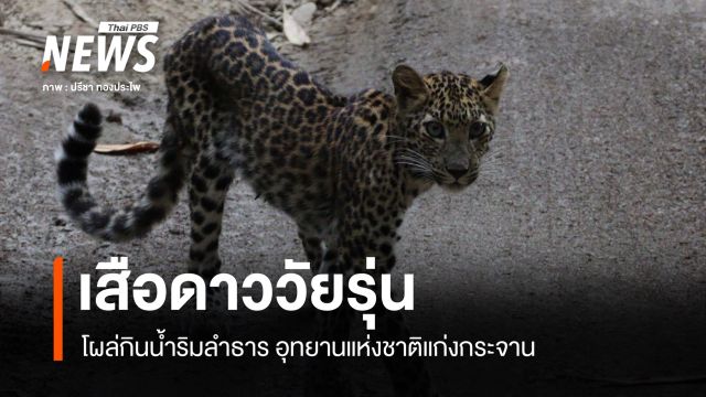 แก่งกระจาน เผยภาพ "เสือดาววัยรุ่น" โผล่กินน้ำริมลำธาร ผืนป่ามรดกโลก 