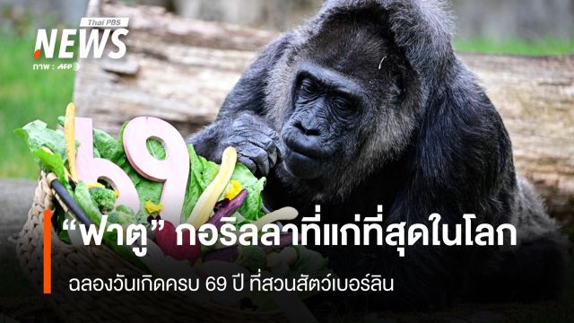 "ฟาตู" กอริลลา ที่อายุมากที่สุดในโลก ฉลองวันเกิดครบ 69 ปี ที่สวนสัตว์เบอร์ลิน