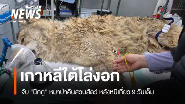 เกาหลีใต้โล่งอก! จับ "นึกกู" หมาป่าคืนสวนสัตว์ หลังหนีเที่ยว 9 วันเต็ม