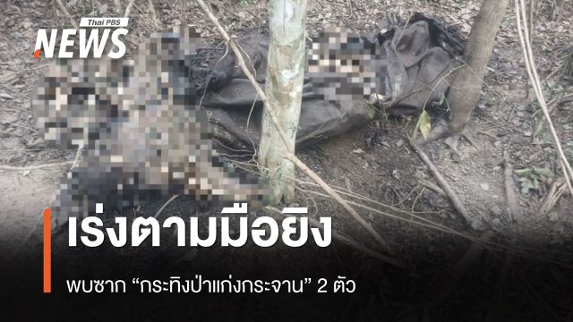 เร่งตามมือยิง “กระทิงแก่งกระจาน” พบซาก 2 ตัว 