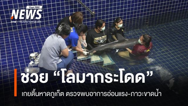 ช่วยชีวิต "โลมากระโดด" เกยตื้นภูเก็ต มีอาการอ่อนแรง-ภาวะขาดน้ำ
