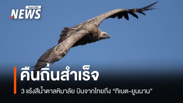 คืนถิ่นสำเร็จ "3 แร้งสีน้ำตาลหิมาลัย" บินจากไทยถึง "ทิเบต-ยูนนาน" 