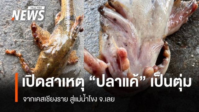 เปิดสาเหตุ "ปลาแค้" เป็นตุ่ม จากเชียงราย สู่แม่น้ำโขง จ.เลย
