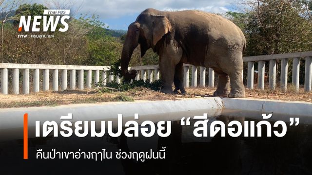 กรมอุทยานฯ เตรียมปล่อย "สีดอแก้ว" คืนป่าเขาอ่างฤาไน ช่วงฤดูฝนนี้