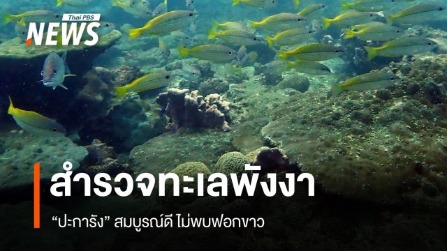 ทช.สำรวจ "ปะการัง" ทะเลพังงา สมบูรณ์ดี-ไม่พบฟอกขาว