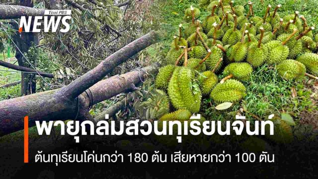 พายุถล่มสวนทุเรียนจันท์  ต้นทุเรียนโค่นกว่า 180 ต้น เสียหาย 100 ตัน