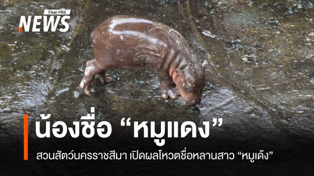 ได้ชื่อแล้ว "หมูแดง" ลูกฮิปโปแคระ หลานสาว "หมูเด้ง" 