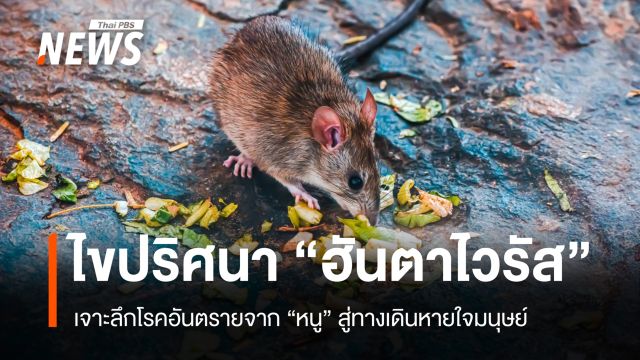 ไขปริศนาโรคหายาก! ไวรัสฮันตาโผล่กลางทะเล เสี่ยงจากหนู