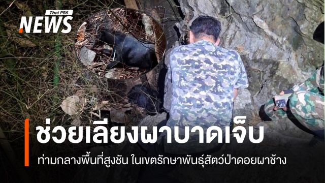 สัตวแพทย์ รุดช่วย "เลียงผา" บาดเจ็บ ใน ขสป.ดอยผาช้าง