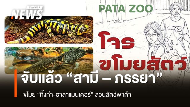 จับแล้ว  "สามี-ภรรยา" ขโมย “กิ้งก่า-ซาลาแมนเดอร์”  สวนสัตว์พาต้า