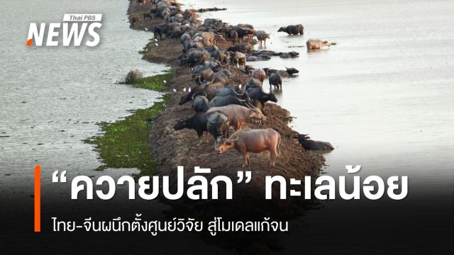 "ควายปลัก" ทะเลน้อย วิถีชุมชน 200 ปี ไทย-จีน ผนึกตั้งศูนย์วิจัย สู่โมเดลแก้จน