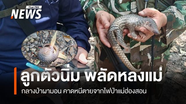 พบ "ลูกตัวนิ่ม" พลัดหลงแม่กลางป่าผามอน คาดหนีตายจากไฟป่าแม่ฮ่องสอน