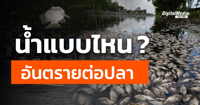 น้ำแบบไหน ? อันตรายต่อปลา
