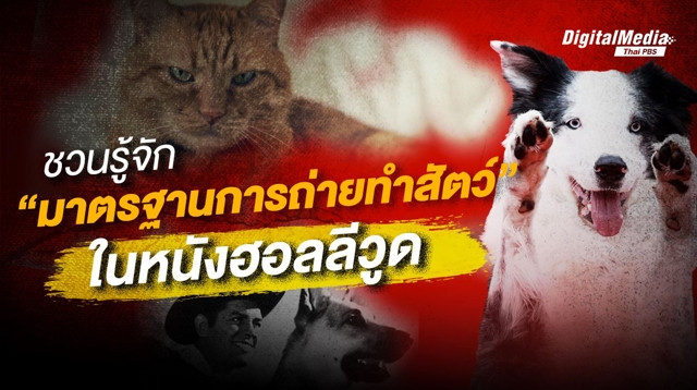ชวนรู้จัก มาตรฐานการถ่ายทำสัตว์ในหนังฮอลลีวูด