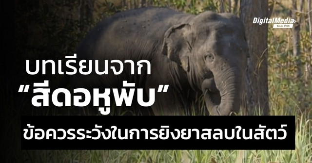 "บทเรียนจากสีดอหูพับ" ข้อควรระวังในการยิงยาสลบในสัตว์