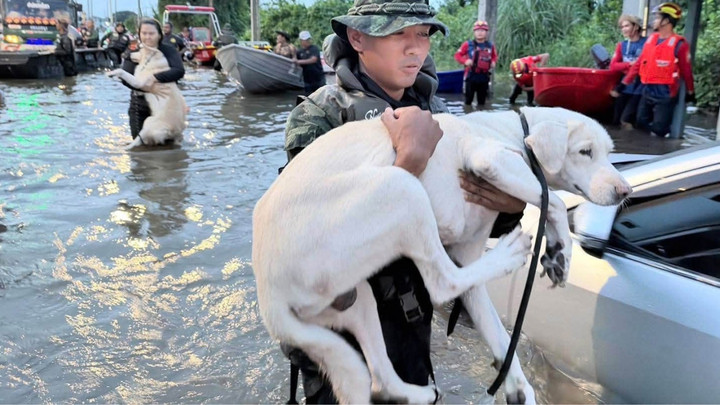 PM’s flood evacuation remarks spark criticism from animal lovers