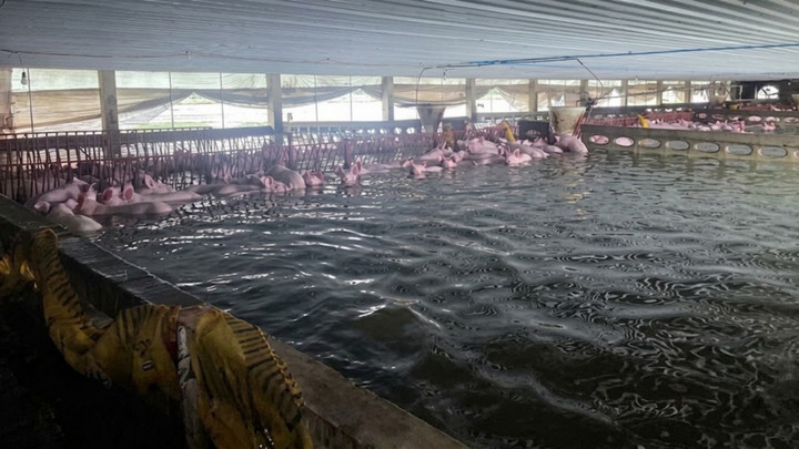 Livestock Dept rushes to clear over 2,000 pig carcasses in flood-hit Prachin Buri