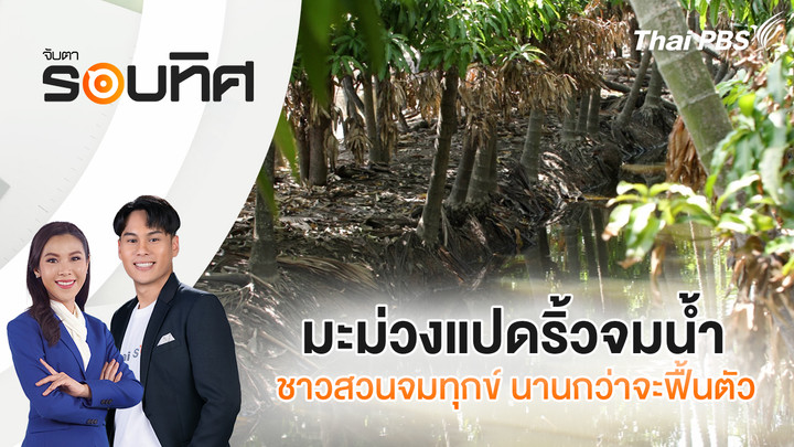 มะม่วงแปดริ้วจมน้ำชาวสวนจมทุกข์ นานกว่าจะฟื้นตัว