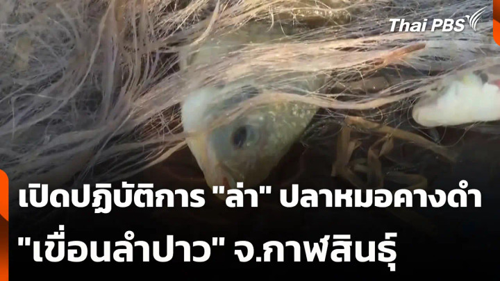 เปิดปฏิบัติการ "ล่า" ปลาหมอคางดำ "เขื่อนลำปาว"