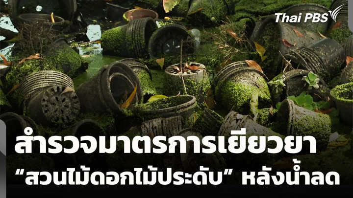 สำรวจมาตรการเยียวยา “สวนไม้ดอกไม้ประดับ” หลังน้ำลด