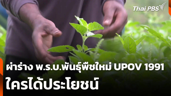 ผ่าร่าง พ.ร.บ.พันธุ์พืชใหม่ UPOV 1991 ใครได้ประโยชน์