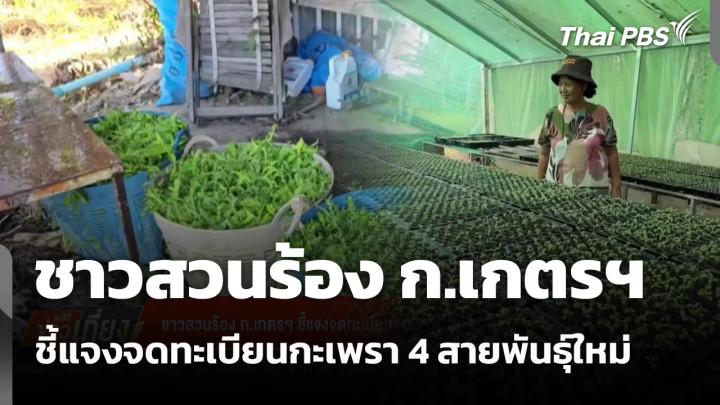 ชาวสวนร้อง ก.เกตรฯ ชี้แจงจดทะเบียนกะเพรา 4 สายพันธุ์ใหม่ 