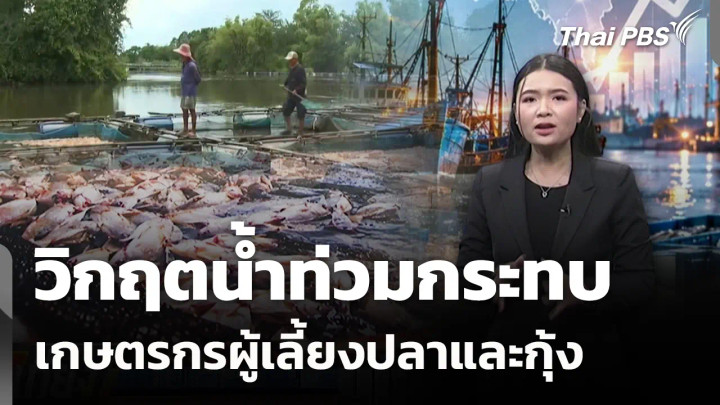 วิกฤตน้ำท่วมกระทบ เกษตรกรผู้เลี้ยงปลาและกุ้ง