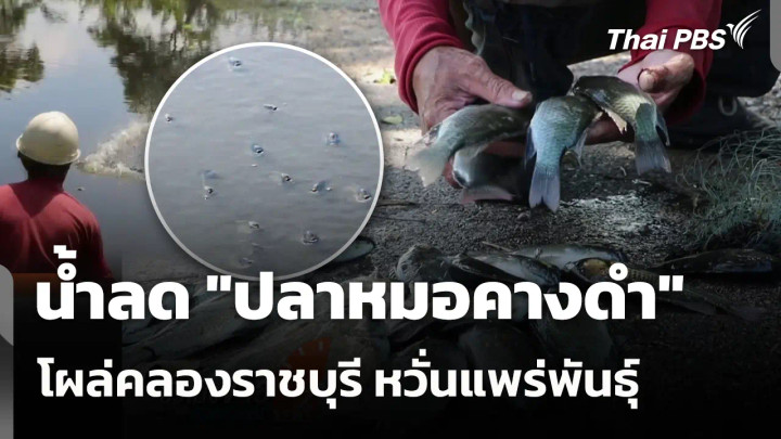 น้ำลด "ปลาหมอคางดำ" โผล่คลองราชบุรี หวั่นแพร่พันธุ์