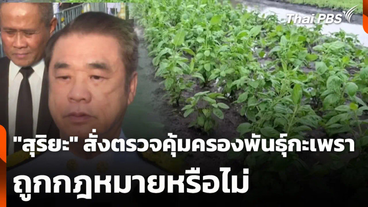 "สุริยะ" สั่งตรวจคุ้มครองพันธุ์กะเพราถูกกฎหมายหรือไม่