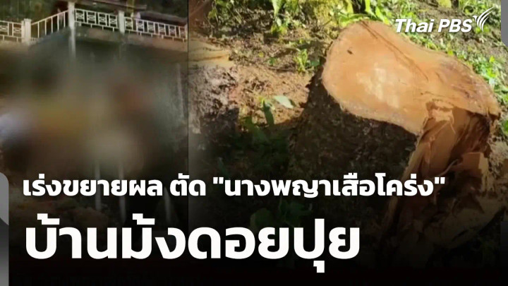 เร่งขยายผล ตัด "นางพญาเสือโคร่ง" บ้านม้งดอยปุย