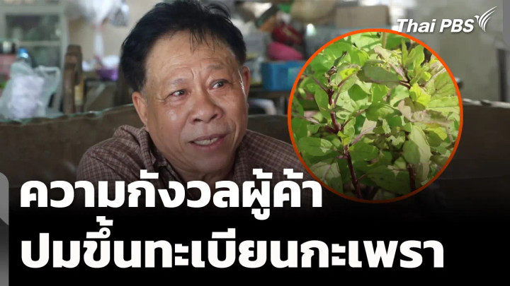 ความกังวลผู้ค้า หลังกระแสข่าวขึ้นทะเบียนกะเพรา