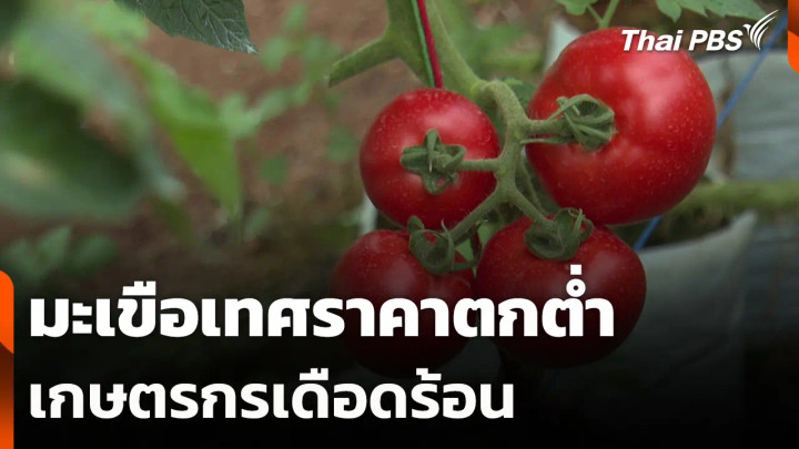 มะเขือเทศราคาตกต่ำเกษตรกรเดือดร้อน