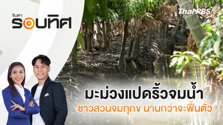 มะม่วงแปดริ้วจมน้ำชาวสวนจมทุกข์ นานกว่าจะฟื้นตัว