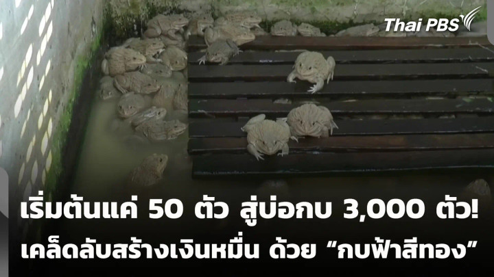 เริ่มต้นแค่ 50 ตัว สู่บ่อกบ 3,000 ตัว! เคล็ดลับสร้างเงินหมื่น ด้วย "กบฟ้าสีทอง"