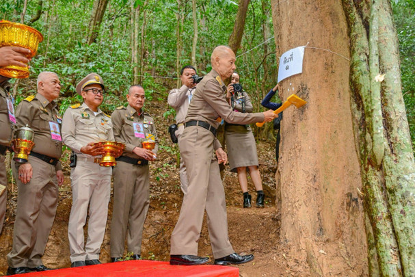 พิธีบวงสรวงตัดไม้จันทน์หอม ที่อุทยานแห่งชาติกุยบุรี เพื่อใช้ในงานพระราชพิธีพระศพ  