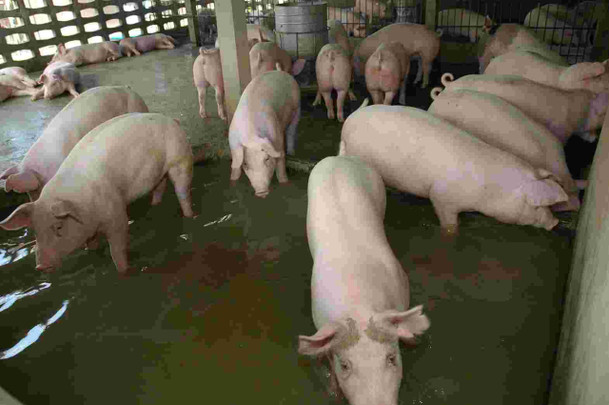 น้ำท่วมหมูปราจีนฯ ตายเกือบหมื่นตัว ค้าภายใน ขอไข่ตรึง 4 บาท ผักเริ่มถูกลง
