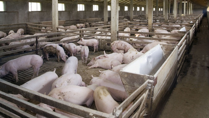 สมาคมหมูแจงปรับราคาแนะนำ 4 บาท พยุงผู้เลี้ยงให้ขายพ้นต้นทุน
