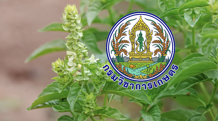 DOA แจง CPRAM ครองสิทธิเฉพาะ 4 สายพันธุ์ ไม่กระทบคนปลูกกะเพราทั่วไป