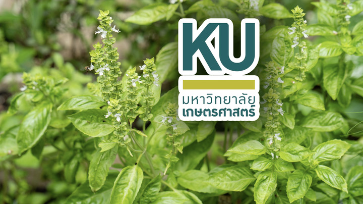 มก. ยันเอกชนฟ้องไม่ได้ ปม "เกสรกะเพราแก้วจุรี" ปลิวผสมพันธุ์พื้นบ้าน 