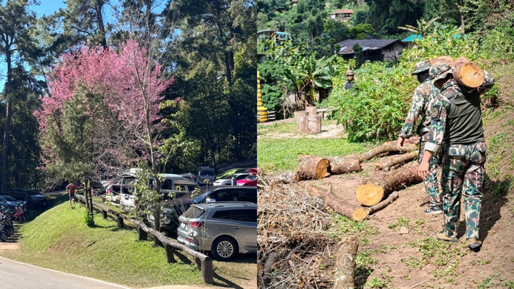 Thailand’s sakura trees cut down at Doi Pui spark anger