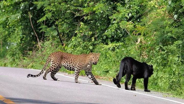 Five leopards spotted in Kaeng Krachan National Park