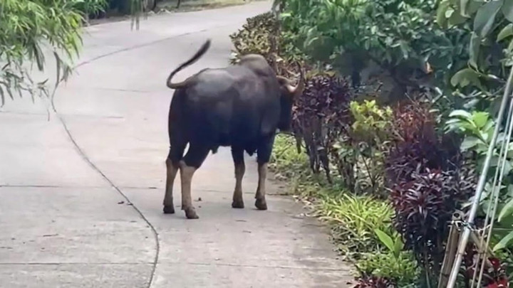 One dead, three injured in wildlife attacks in Chanthaburi