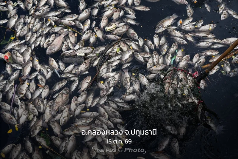 น้ำแบบไหน ? อันตรายต่อปลา